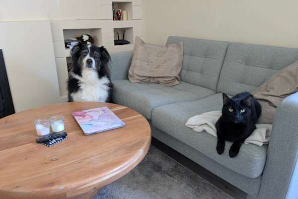 House sit in Dublin, Ireland