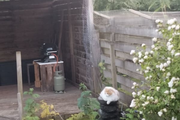 House sit in Vlissingen, Netherlands