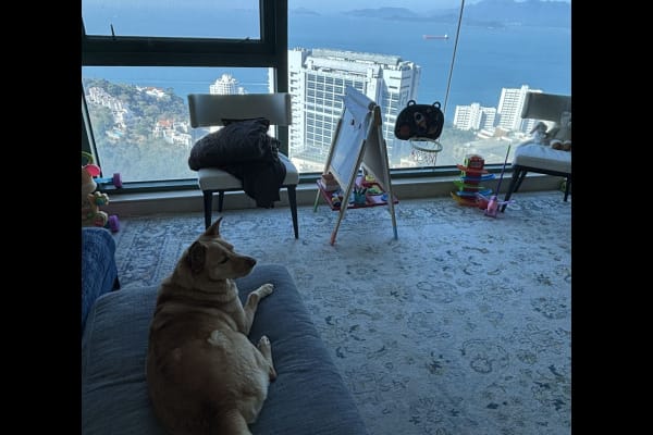 House sit in Hong Kong, Hong Kong