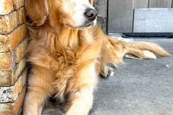 House sit in Cabo San Lucas, Mexico