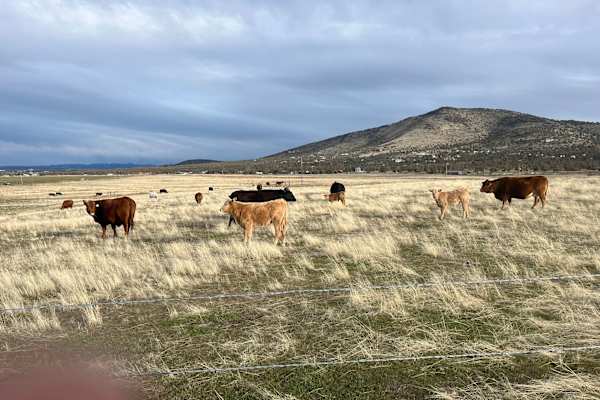 House sit in Redmond, OR, US