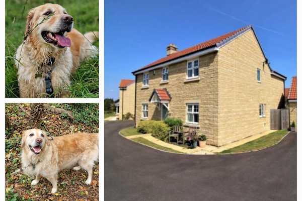 House sit in Swindon, United Kingdom