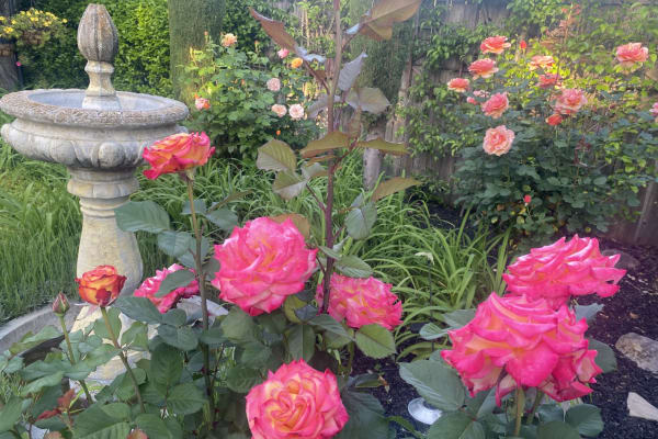 House sit in Santa Rosa, CA, US