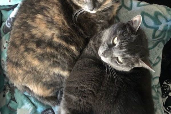 House sit in San Mateo, CA, US