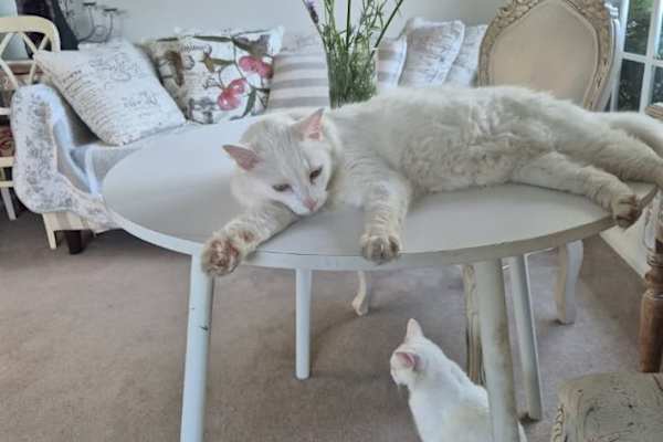 House sit in Brighton Beach, VIC, Australia