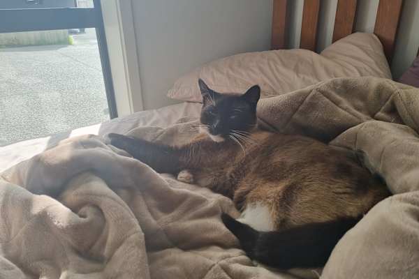 House sit in Christchurch, New Zealand