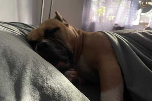 House sit in Woburn, MA, US