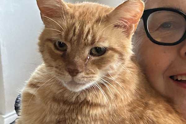 House sit in Seaford, United Kingdom