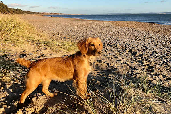 House sit in Lymington, United Kingdom