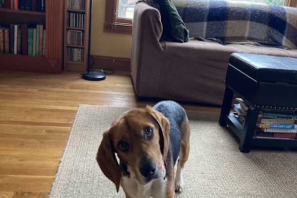 House sit in Metuchen, NJ, US