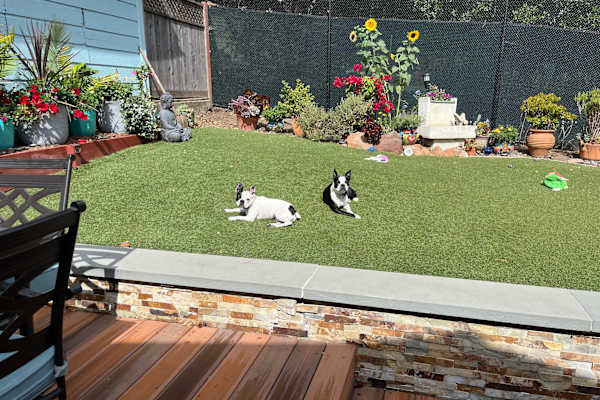 House sit in Oakland, CA, US