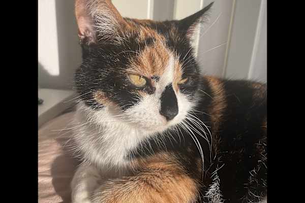 House sit in London, United Kingdom