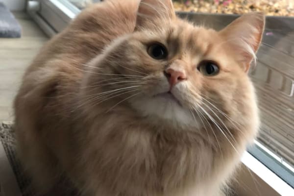 House sit in Cairneyhill, United Kingdom