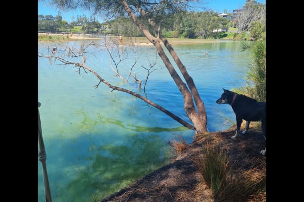 House sit in Dalmeny, NSW, Australia