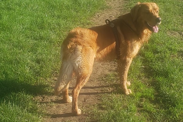 House sit in Bovey Tracey, United Kingdom