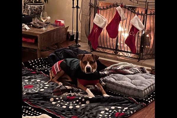 House sit in Inglewood, CA, US