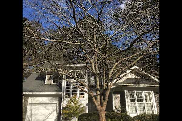 House sit in Durham, NC, US