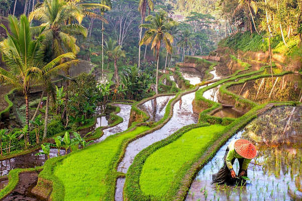 House sit in Ubud, Indonesia
