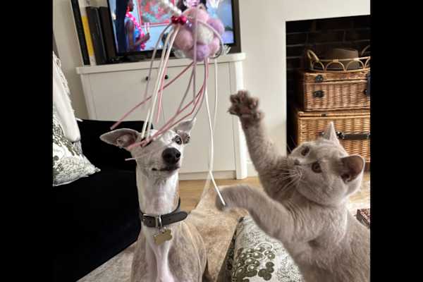 House sit in St Albans, United Kingdom