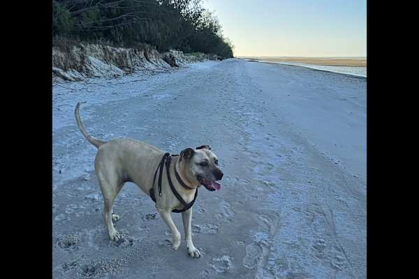 House sit in Toogoom, QLD, Australia