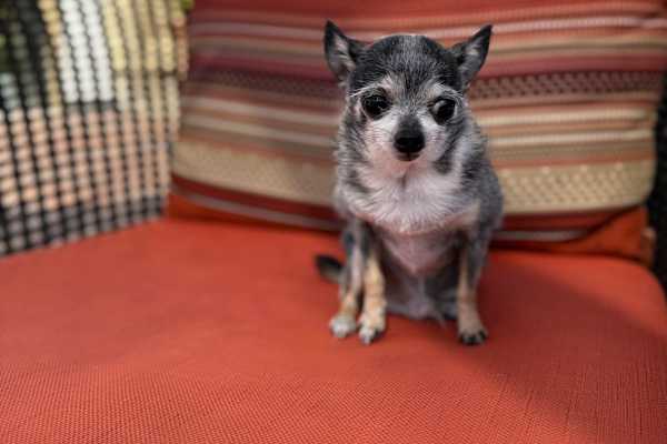 House sit in Costa Mesa, CA, US