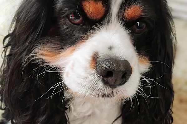 House sit in Caloundra, QLD, Australia