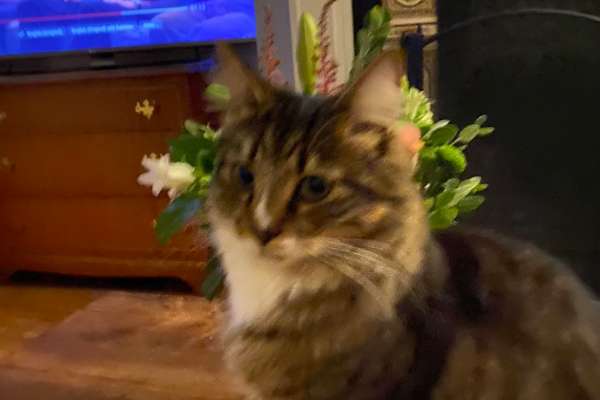 House sit in Woking, United Kingdom