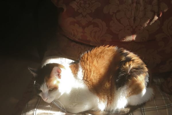 House sit in Wattwil, Switzerland