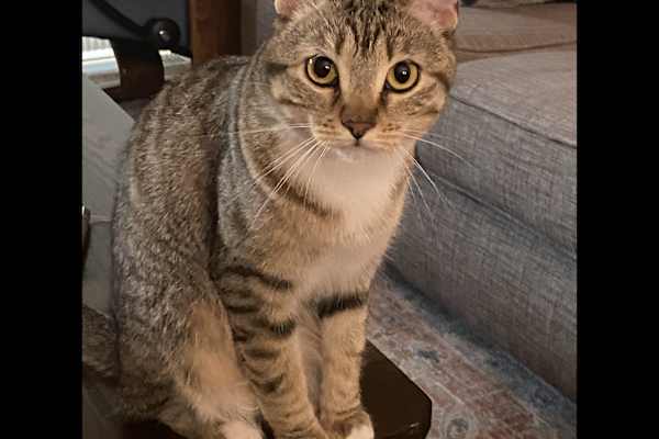 House sit in Santa Fe, NM, US