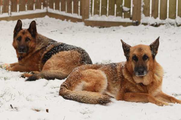House sit in Asheville, NC, US