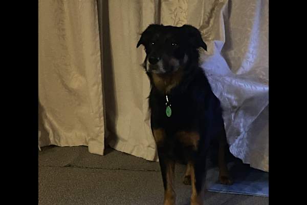 House sit in Dunedin, New Zealand