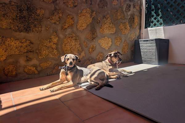 House sit in Tomares, Spain