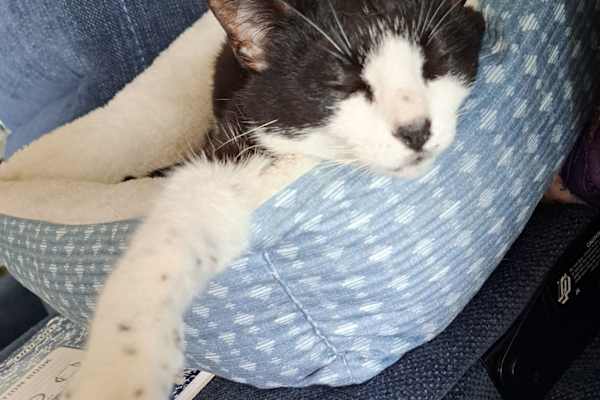 House sit in Tampa, FL, US