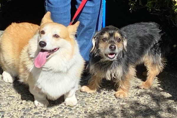 House sit in Sidney, BC, Canada
