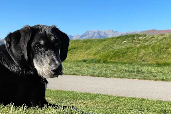 House sit in Midway, UT, US