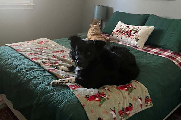 House sit in Calhoun, GA, US