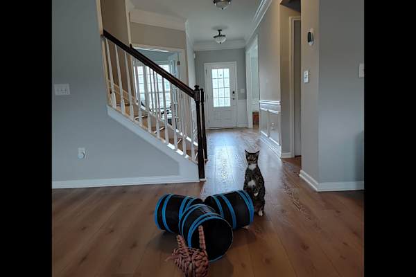 House sit in Woodstock, GA, US