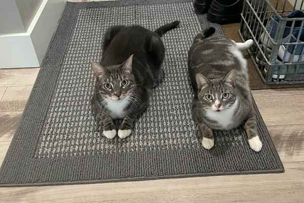House sit in Bozeman, MT, US
