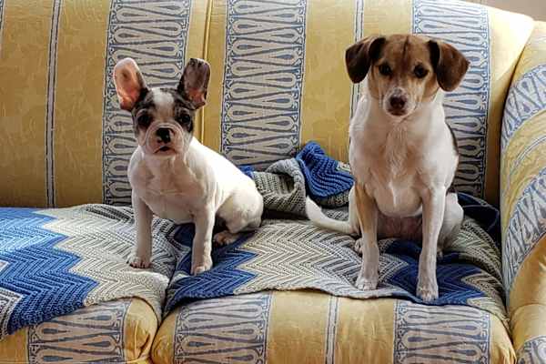 House sit in Charlotte, NC, US