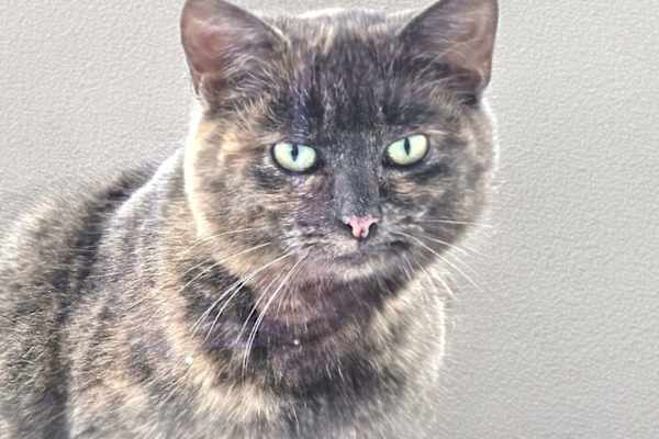 House sit in Coupar Angus, United Kingdom