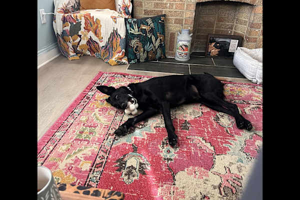 House sit in Columbus, OH, US