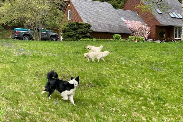 House sit in Montague, MA, US