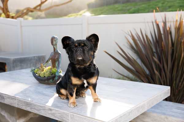 House sit in Carlsbad, CA, US