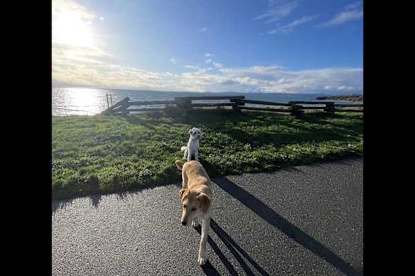 House sit in Victoria, BC, Canada