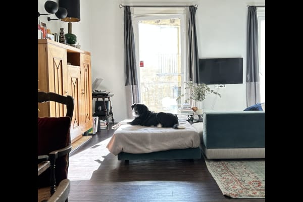 House sit in Barcelona, Spain