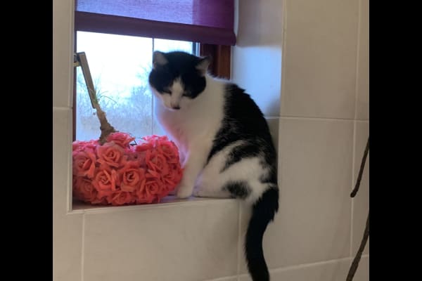 House sit in Kidlington, United Kingdom