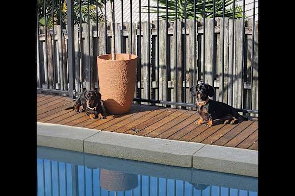 House sit in Gold Coast, QLD, Australia