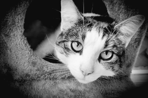 House sit in Blackmans Bay, TAS, Australia