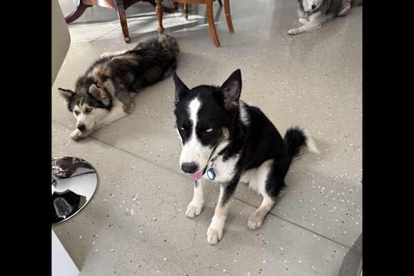 House sit in Incline Village, NV, US