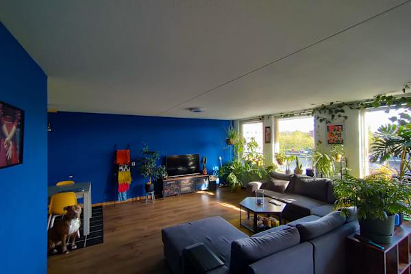 House sit in Amsterdam, Netherlands